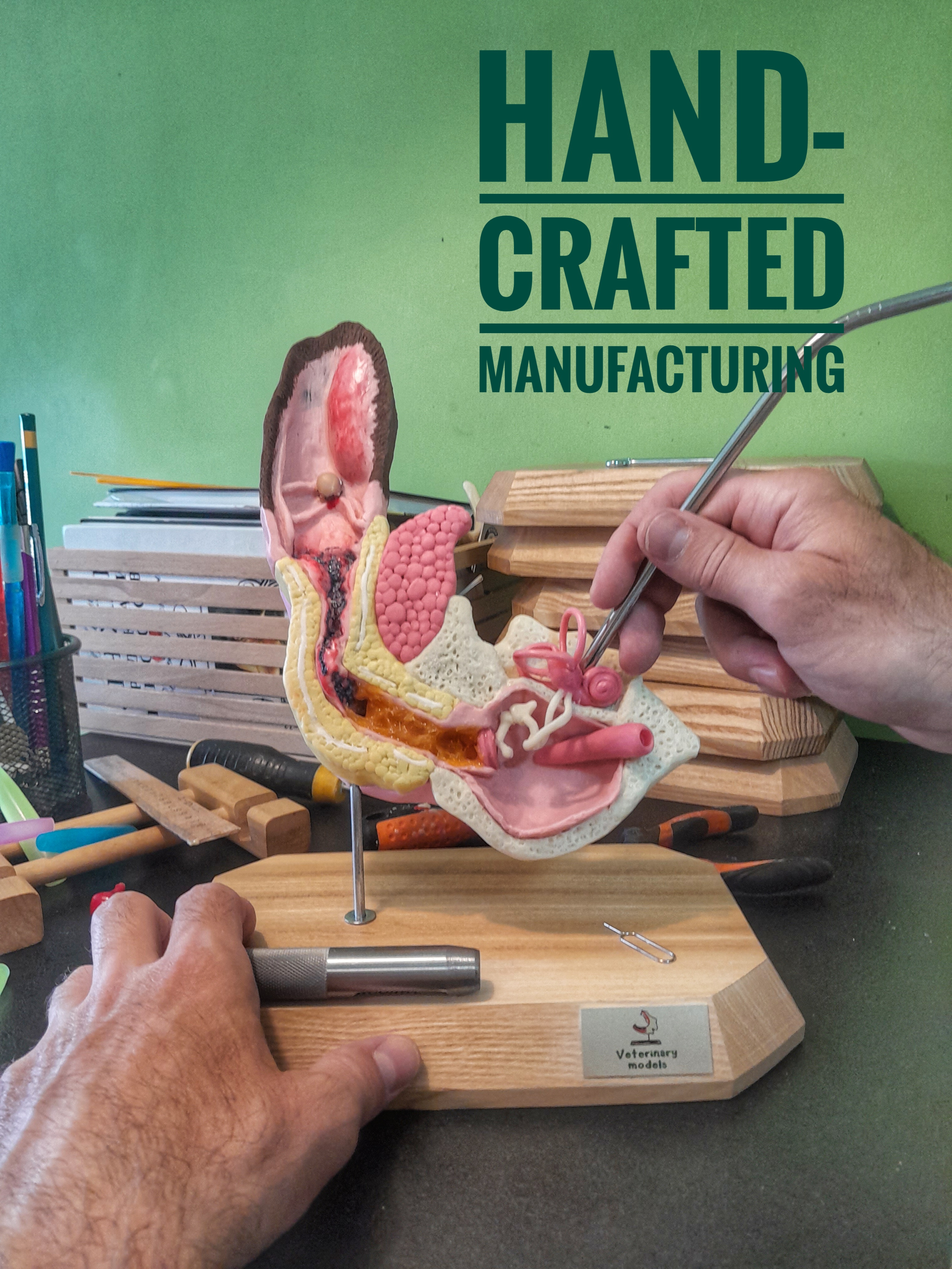 Veterinary models